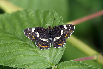 Landkärtchen, Araschnia  levana