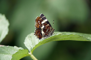 Landkärtchen, Araschnia  levana