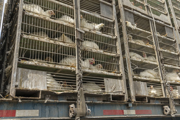 Truck carrying cages of chicken