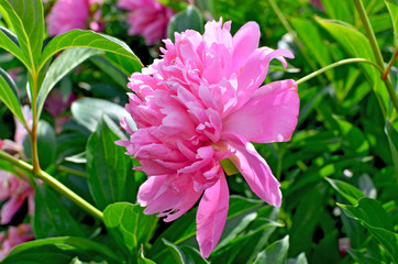 beautiful flower a peony pink in a garden
