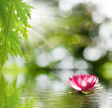 image of lotus on the water