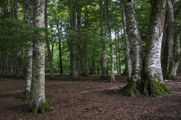 Obraz premium Detail of a forest of northern Europe, full of trees, during a summer day. There are many logs and fallen leaves on the ground. Ideal for textures and patterns.