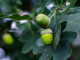 Green acorns on a tree. 