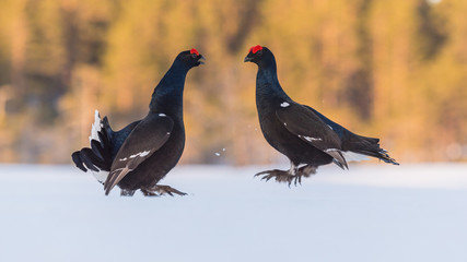 Black Grouse