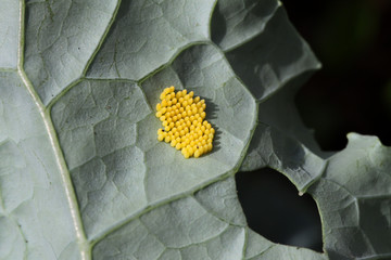 Große Kohlweißling (Pieris brassicae) Eier auf Kohlrabi-Blatt