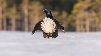 Black Grouse