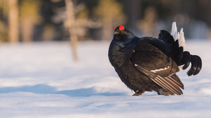 Black Grouse