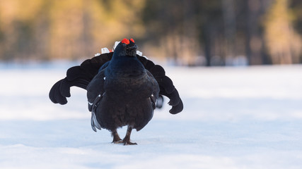 Black Grouse