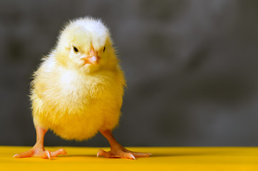 yellow chicken confidently stands on yellow floor behind gray background