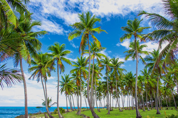 Fototapeta na wymiar Palm trees near the caribbean sea