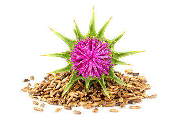 Seeds of a milk thistle with flowers.