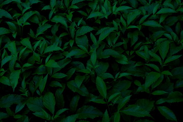 Fototapeta na wymiar Green leaves background. Green leaves color tone dark in the morning.