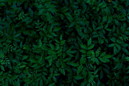 Green leaves background. Green leaves color tone dark in the morning. © Teerayut