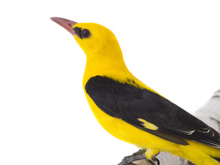 Eurasian Golden Oriole (Oriolus oriolus)