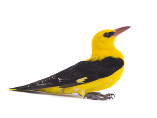 Eurasian Golden Oriole (Oriolus oriolus)