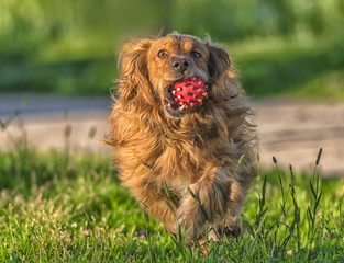 red-haired English cocker spaniel in the park playing