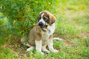 Puppy breed of Spanish mastiff playing in the grass