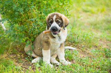 Puppy breed of Spanish mastiff playing in the grass