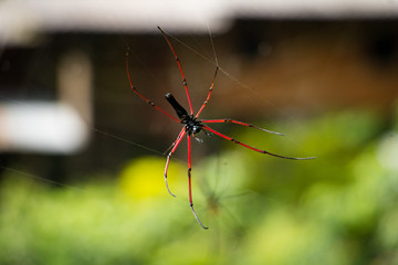 A spider spinning web.