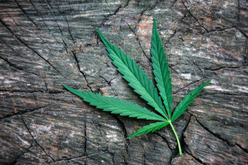 Leaves of marijuana on a wooden background. Hemp. Cannabis. Marihuana.