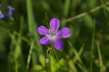 Flower blooming on a meadow