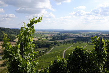 beautiful summer vineyard landscape in south germany