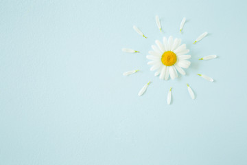 Sun created from beautiful, fresh white daisy on pastel blue background. Wild flower. Greeting...
