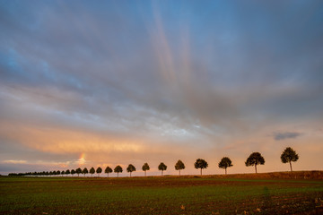 beautiful evening sky over a row of trees growing in the field