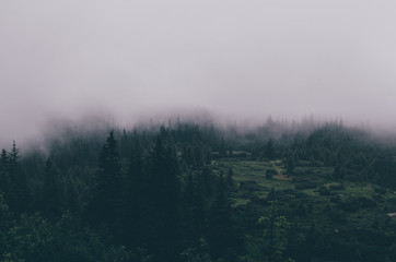 Carpathians, Chornohora, Mist over forest