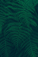 Close up forest Ferns detail green leaves fresh