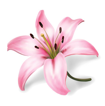 Plink lily flower isolated on white background. Realistic vector illustration.