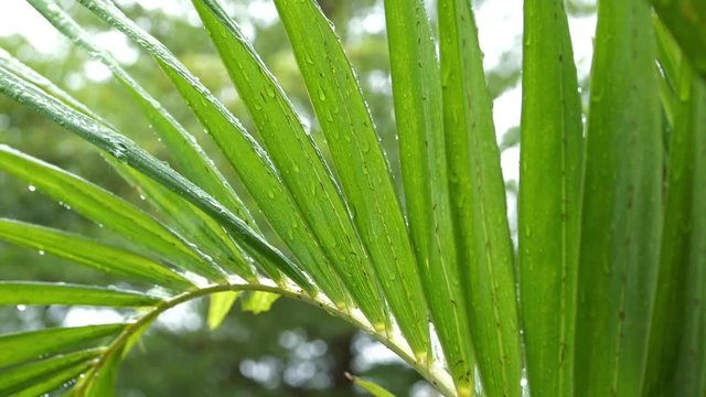slow motion rain drop on green leaf palm