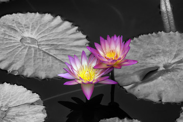 pink lotus on black and white background