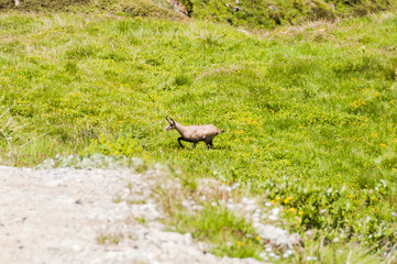 Silvaplana, Corvatsch, Höhenweg, Gämse, Gemse, Alpgämse,  Rupicapra rupicapra, Wanderweg, Gamswild, Alpen, Oberengadin, Graubünden, Sommer, Schweiz