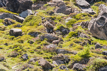 Silvaplana, Corvatsch, Höhenweg, Gämse, Gemse, Alpgämse, Rupicapra rupicapra, Wanderweg, Gamswild, Alpen, Oberengadin, Graubünden, Sommer, Schweiz