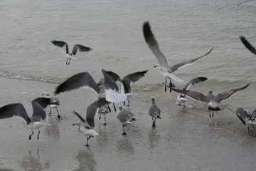Birds playing in the surf
