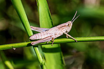Grasshopper on blade of grass