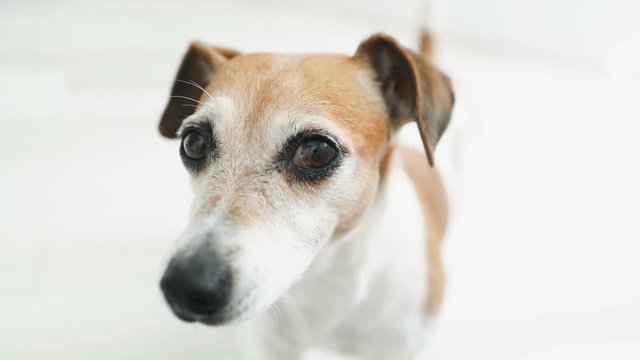 Cuta small dog close up portrait. Light sunny room. Video footage smiling adorable pet Jack Russell terrier