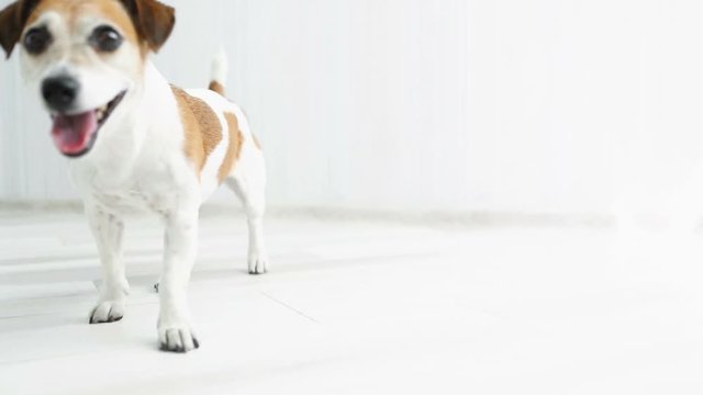 White dog lies on the floor, then comes closer and returns back. Video footage. Jack Russel terrier