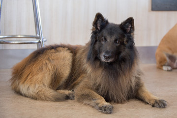 belgian shepherd dog tervuren on a walk in belgium