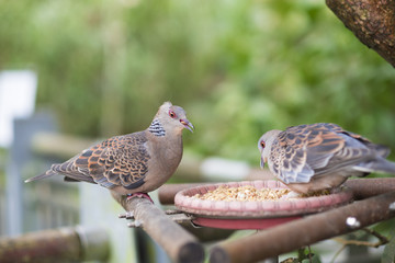 Aves alimentandose.