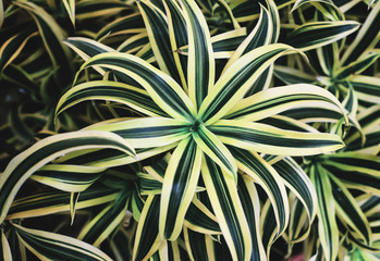 Dracaena Lemon Lime