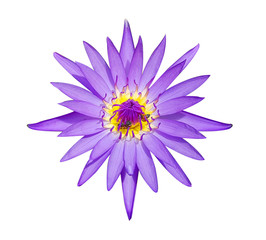 Natural violet lotus and bees isolated on white background with clipping path
