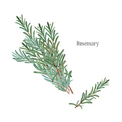 Rosemary bunch and a single twig. Watercolor illustration on white