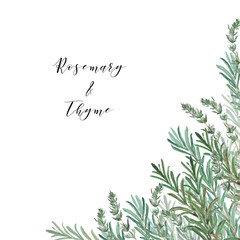 Rosemary and thyme corner frame for wedding invitation or greeting card. Watercolor illustration on white background