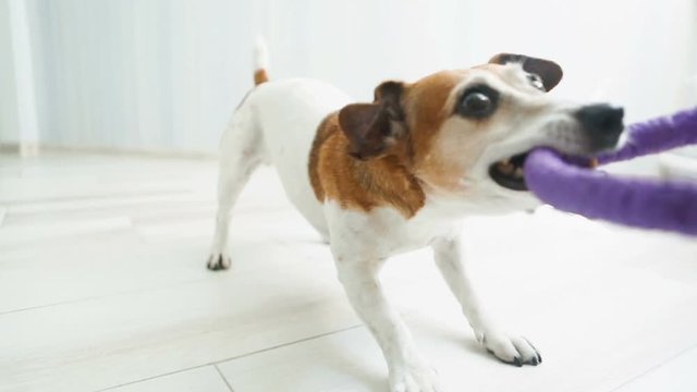 Crazy aggressive funny small dog playing with puller toy at home. Video footage