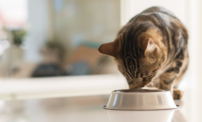 Beautiful feline cat eating on a metal bowl. Cute domestic animal.