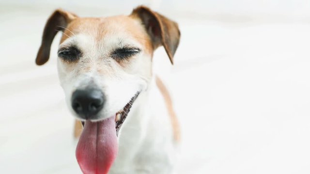 Happy smiling dog Jack Russell terrier video portrait. Light white background room.