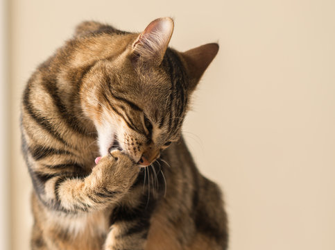 Beautiful feline cat licking himself at home. Domestic animal