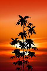 plants cultivation of cannabis at sunset